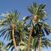 2007_egypttrip018